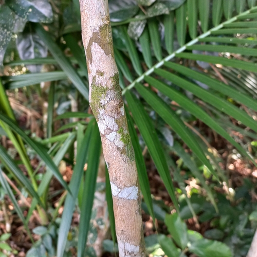 Image of Jacaranda puberula by (c) Patrícia Mees, some rights reserved (CC BY)