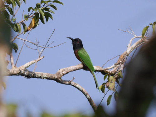 Black-headed Bee-eater (Merops breweri), photo 10