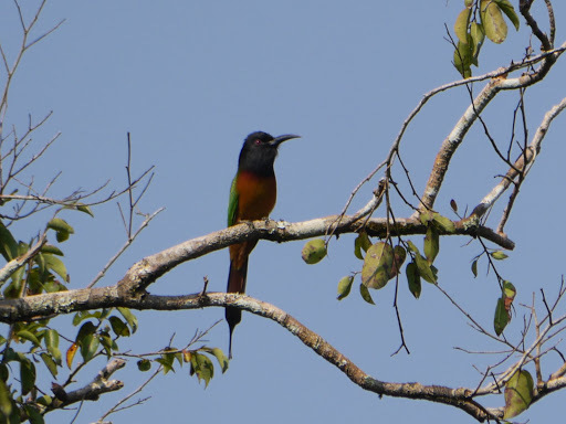 Black-headed Bee-eater (Merops breweri), photo 2