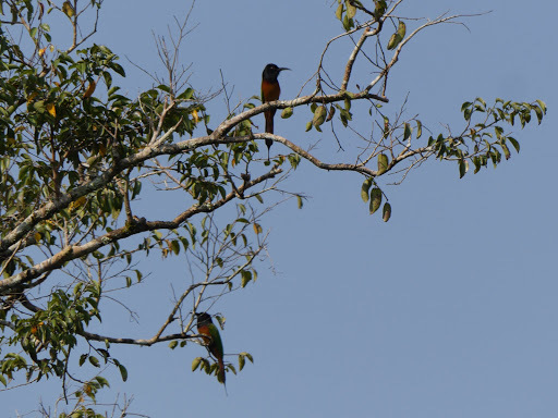 Black-headed Bee-eater (Merops breweri), photo 4