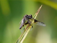 Palpopleura
