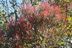 Psittacanthus sonorae