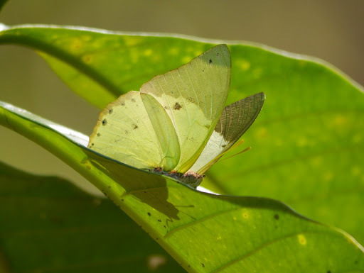 Charaxes eupale