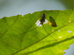 Chariesthes multinotata