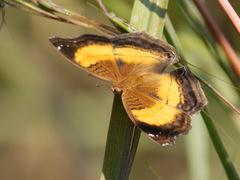 Junonia terea terea