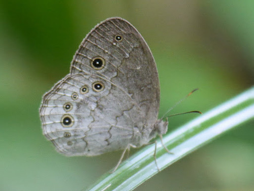 Grey Bush Brown