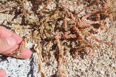Portulaca californica