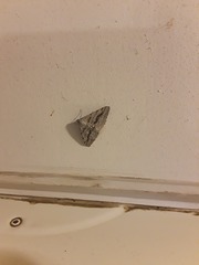 Digrammia imparilata