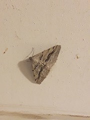 Digrammia imparilata