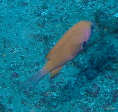 Pycnochromis pacifica