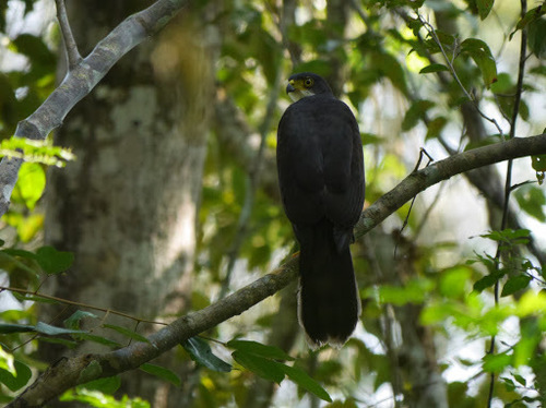 Astur melanoleucus