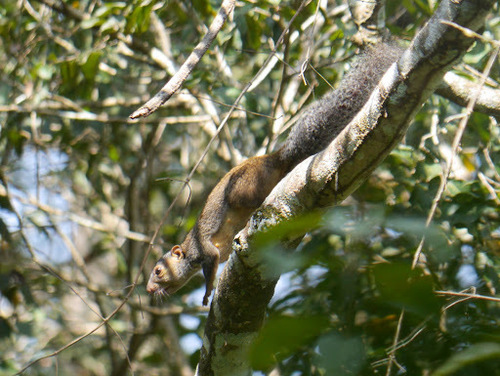 Forest Giant Squirrel