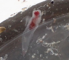 Clione limacina
