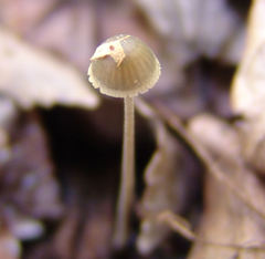 Mycena subcaerulea