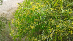 Senna artemisioides coriacea