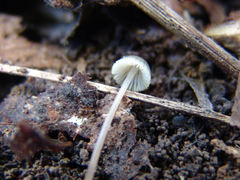 Mycena subcaerulea