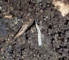 Symphyla