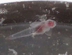 Clione limacina