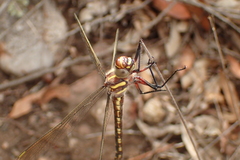 Notoaeschna sagittata