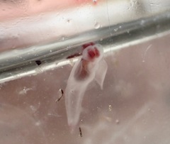 Clione limacina