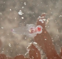 Clione limacina