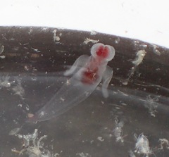 Clione limacina