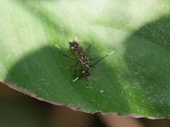 Metadieuches
