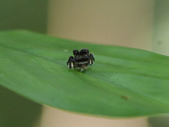 Choreutidae