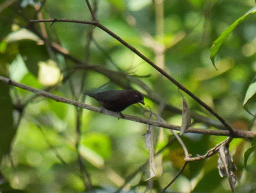 Chestnut-breasted Nigrita (Nigrita bicolor), photo 5