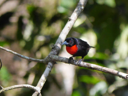 Blue-billed Malimbe (Malimbus nitens), photo 5