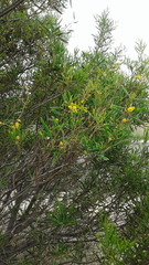 Acacia ligulata