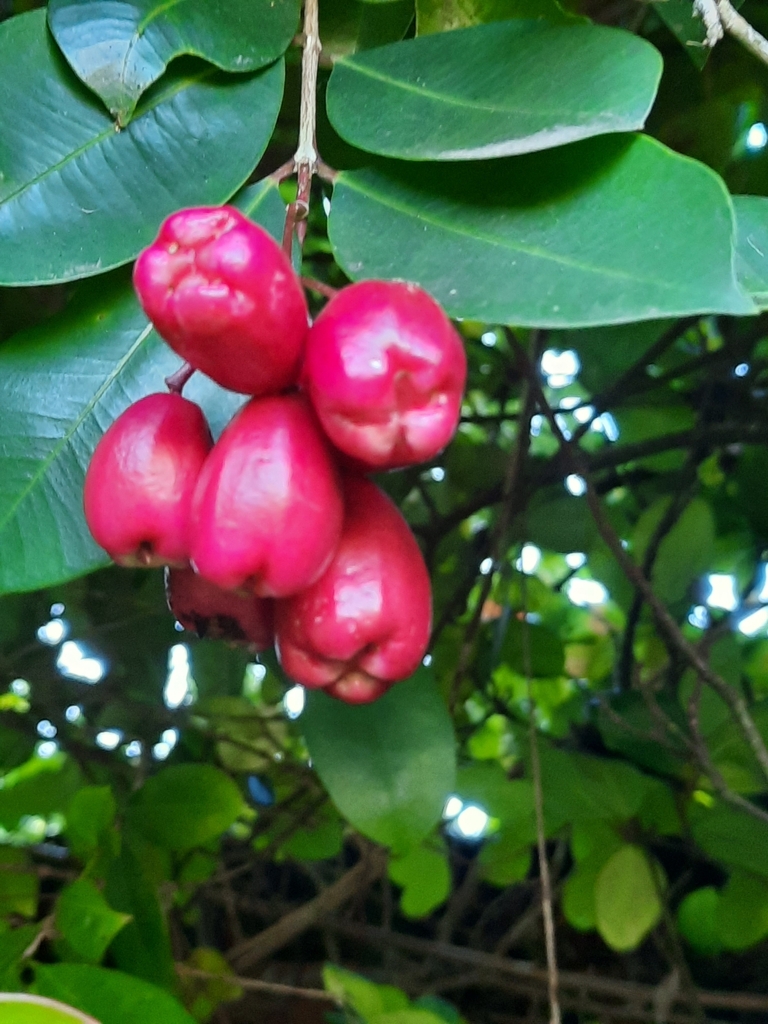 Scrub Cherry From Loerie Park, George, 6529, South Africa On April 30 