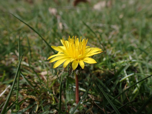Image of Taraxacum lacistophyllum by (c) Skjold Søndergaard, some rights reserved (CC BY)