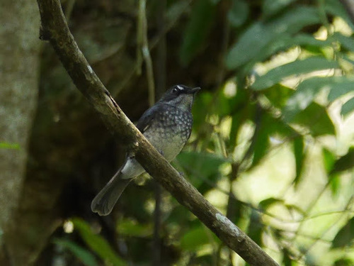 White-browed Forest Flycatcher (Fraseria cinerascens), photo 3