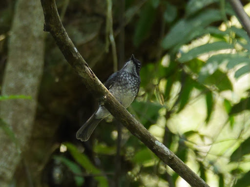 White-browed Forest-Flycatcher illustration