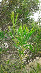 Acacia ligulata