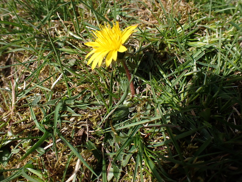 Image of Taraxacum lacistophyllum by (c) Skjold Søndergaard, some rights reserved (CC BY)