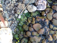 Clavascidium lacinulatum