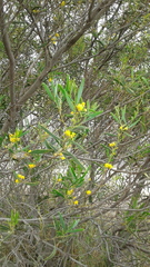 Acacia ligulata