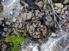 Clavascidium lacinulatum