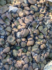 Clavascidium lacinulatum