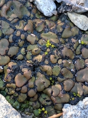 Clavascidium lacinulatum