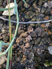 Clavascidium lacinulatum