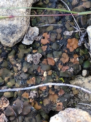 Clavascidium lacinulatum