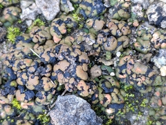 Clavascidium lacinulatum