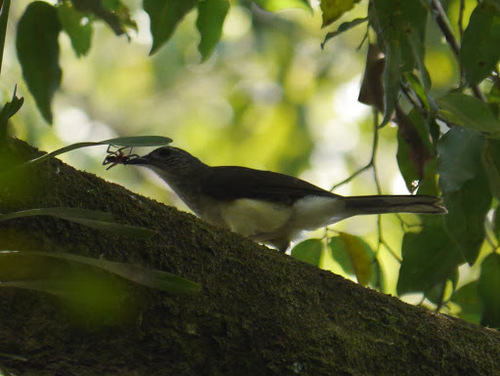Swamp Palm Bulbul (Thescelocichla leucopleura), photo 6