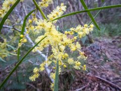 Acacia mucronata longifolia