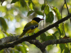 Oriolus brachyrynchus