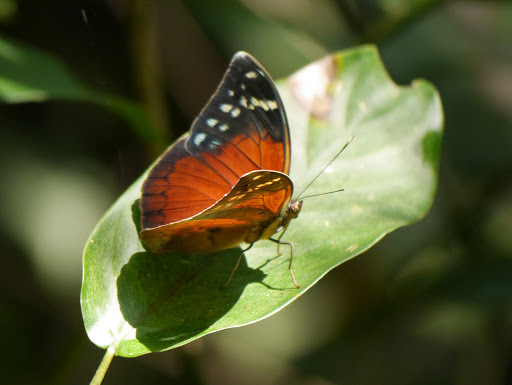Bebearia plistonax