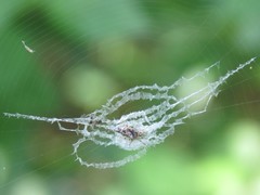 Cyclosa argenteoalba